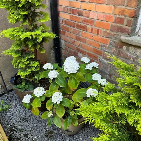 Apartmán Rose *