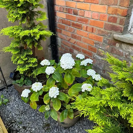 Apartment Rose *